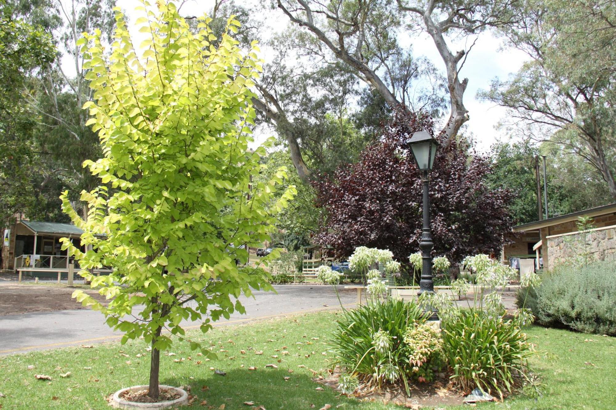 ホテル Adelaide Brownhill Creek Tourist Park エクステリア 写真