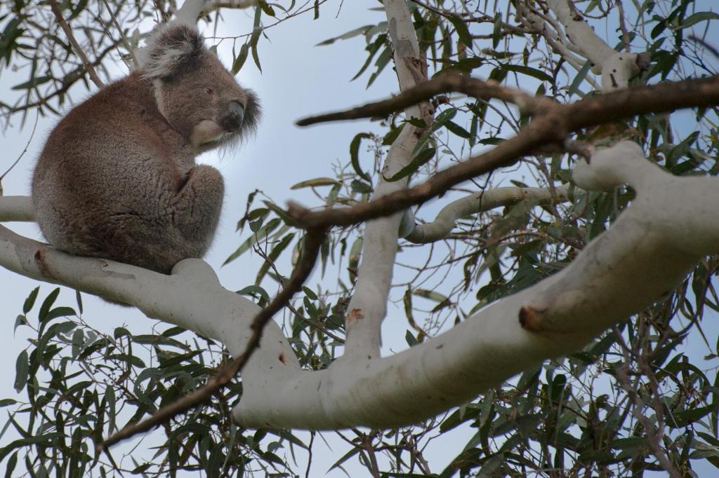 ホテル Adelaide Brownhill Creek Tourist Park エクステリア 写真